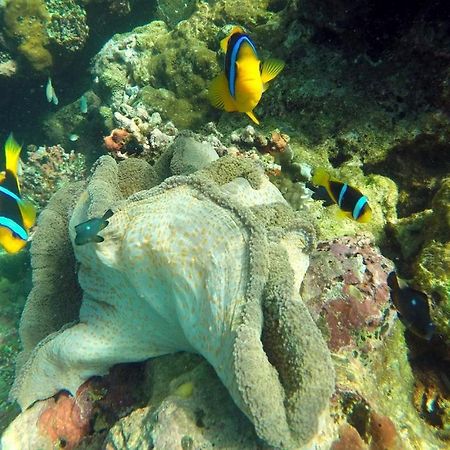 Island Villas パシフィック・ハーバー エクステリア 写真